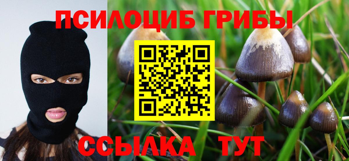 Псилоцибиновые грибы Psilocybe  Псилоцибиновые грибы мицелий  Мичуринск 